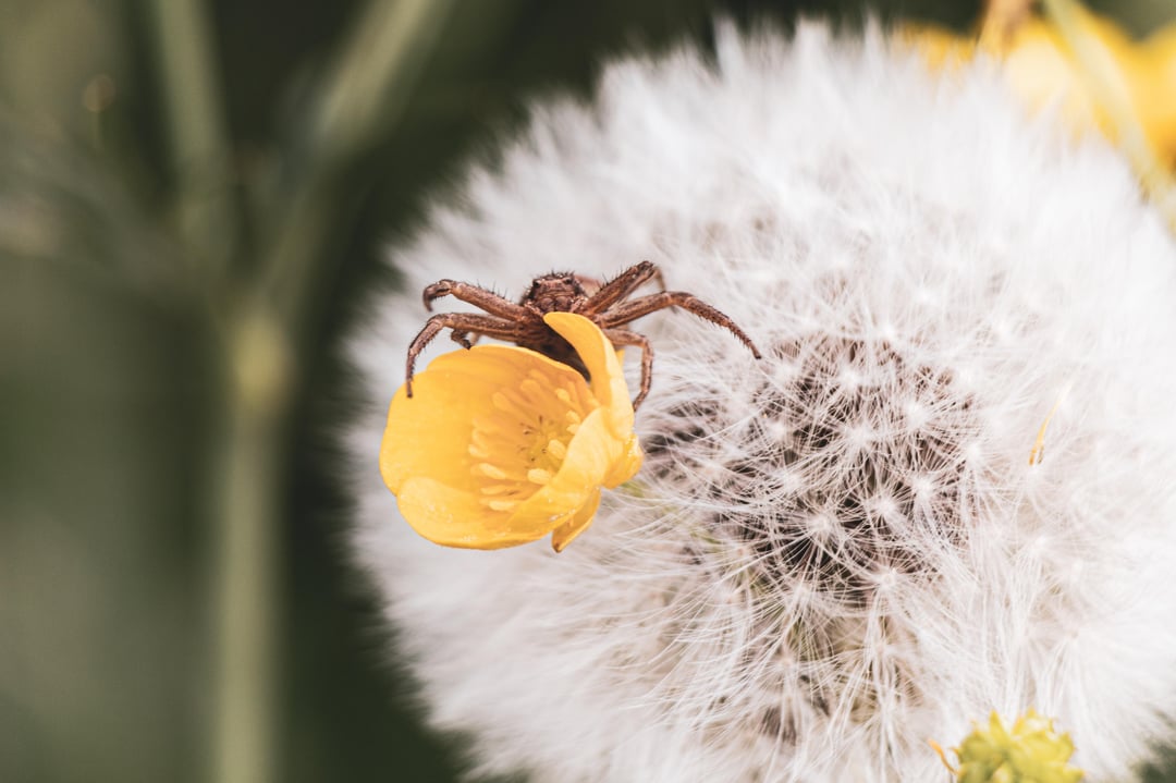 Spinne auf Blume