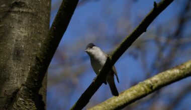 Weder Mönch noch Gras noch Mücke