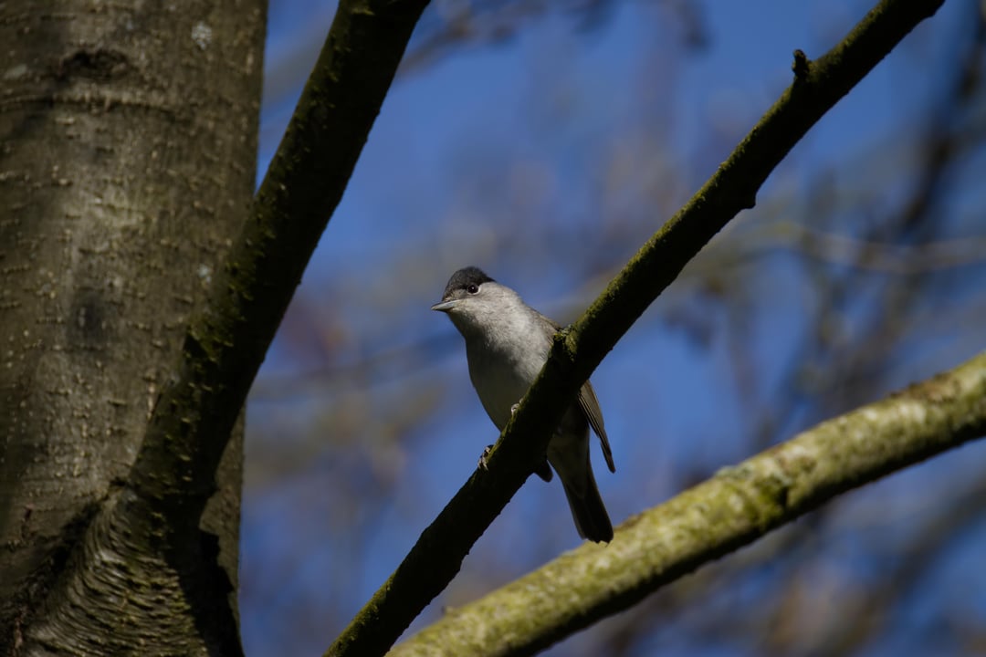 Weder Mönch noch Gras noch Mücke