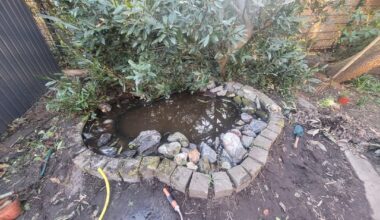 Teich mit Molchen auf Vordermann bringen
