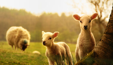 cover Animal Party calls for banning of Easter activities with animals
