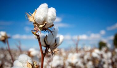 ICE cotton rebounds on crude oil, dollar weakness & stock gains