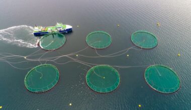 Norway salmon export prices crash on strong volumes, Scots dip, Chilean stable