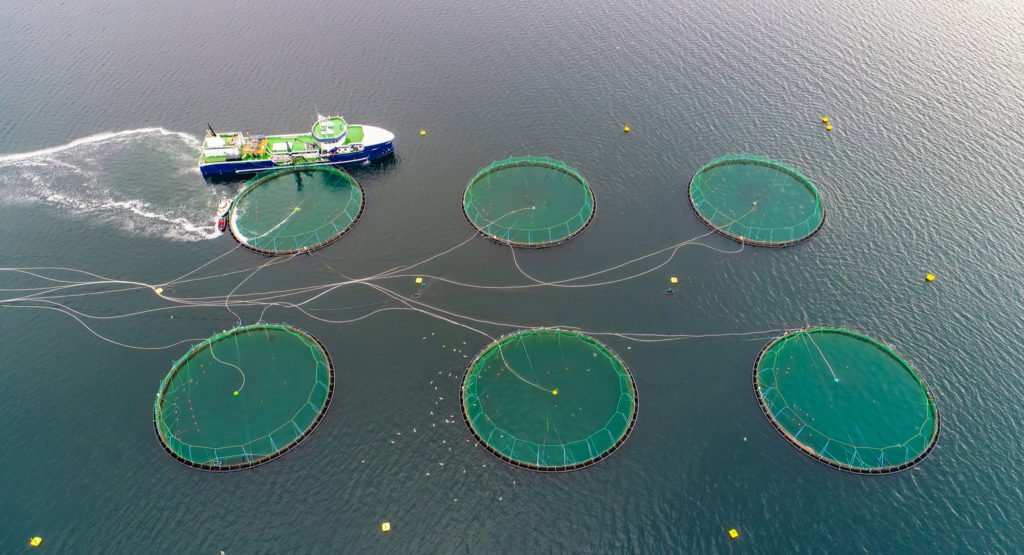 Norway salmon export prices crash on strong volumes, Scots dip, Chilean stable