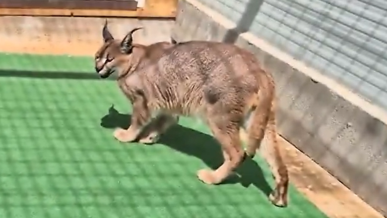 Spanish police have arrested two people in connection with the sale of exotic felines on the internet. Pic: Spanish Guardia Civil