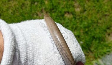 Ist das eine Blindschleiche?