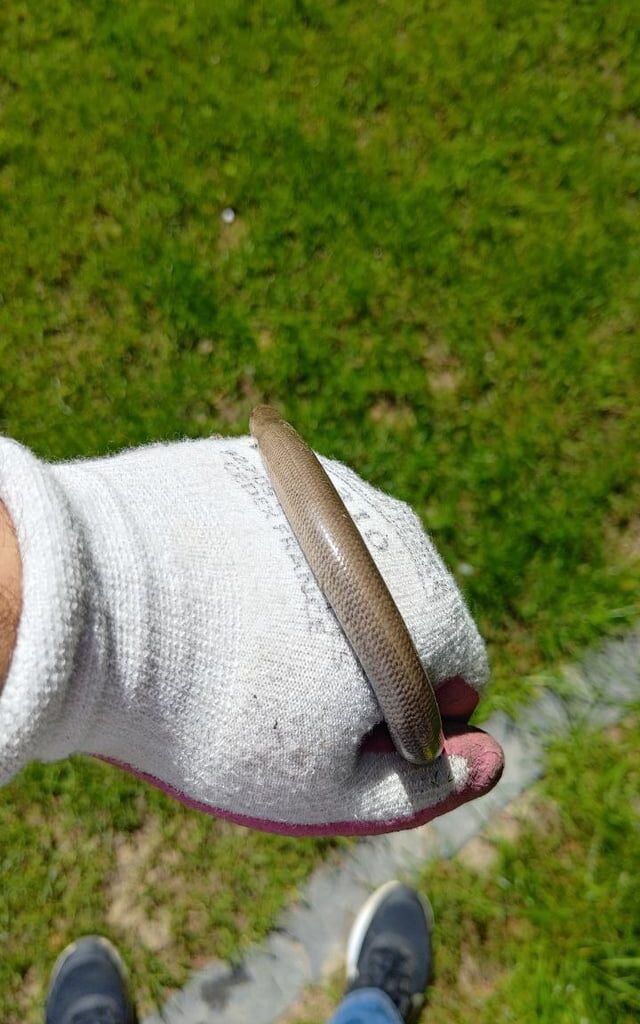 Ist das eine Blindschleiche?