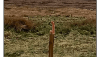 Strange adornment left on top of new deer fence