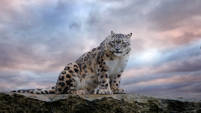 Snow Leopard | Snow Leopards roam the rugged mountains of north India and are mainly found in Ladakh and Himachal Pradesh. The main threats to this big cat are poaching, habitat loss, declines in natural prey species, and retaliatory killings resulting from human-wildlife conflict. (Image: Shutterstock)