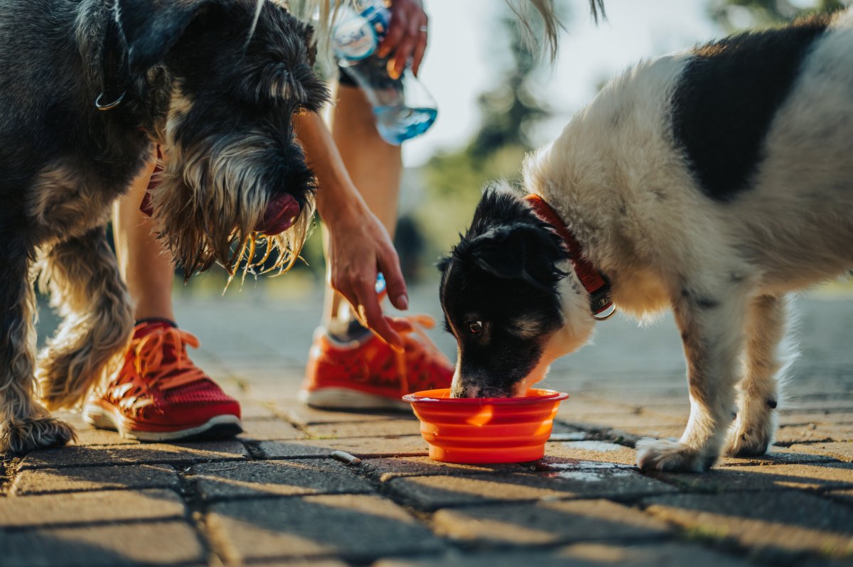Stock image of dogs drinking.