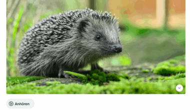 🥂🥳 Vorbild für den Rest Deutschlands?