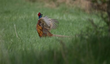 Nur gucken, nicht anfasan