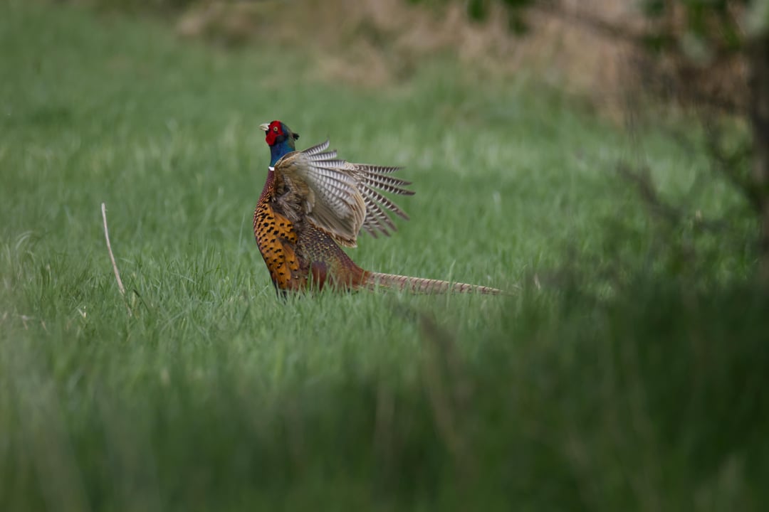 Nur gucken, nicht anfasan