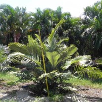 Over a thousand communities affected as oil palm conflicts escalate: Sawit Watch