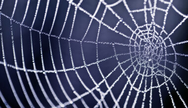 Suspected Scattered Spider Head Extradited From Spain