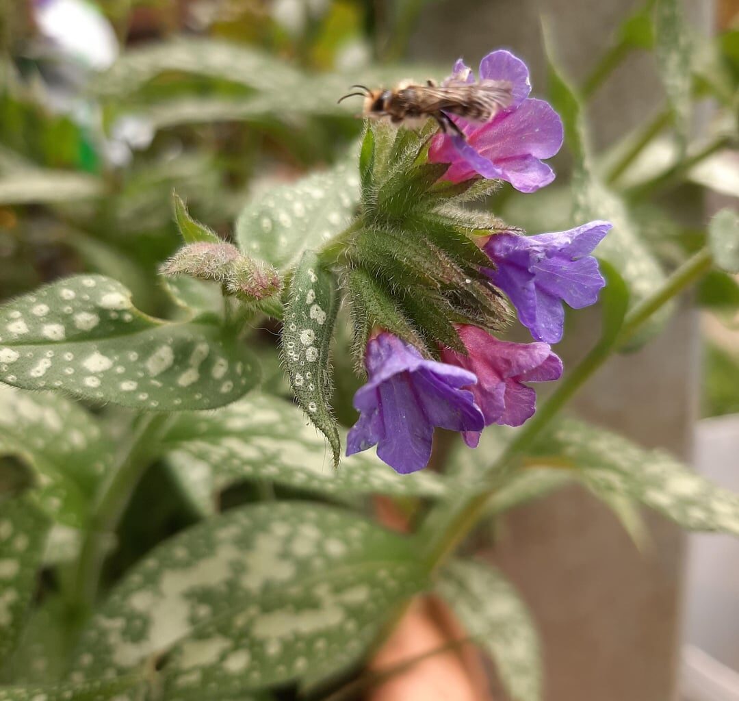 Eine meiner Lieblingspflanzen, welche jetzt blüht: Pulmonaria officinalis (geflecktes Lungenkraut) :) Super einheimische Staude für den Halbschatten bis Schatten mit sehr hohem Nektar- und Pollenwert. Super beliebt bei jeglichen Wildbienen.