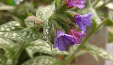 Eine meiner Lieblingspflanzen, welche jetzt blüht: Pulmonaria officinalis (geflecktes Lungenkraut) :) Super einheimische Staude für den Halbschatten bis Schatten mit sehr hohem Nektar- und Pollenwert. Super beliebt bei jeglichen Wildbienen.