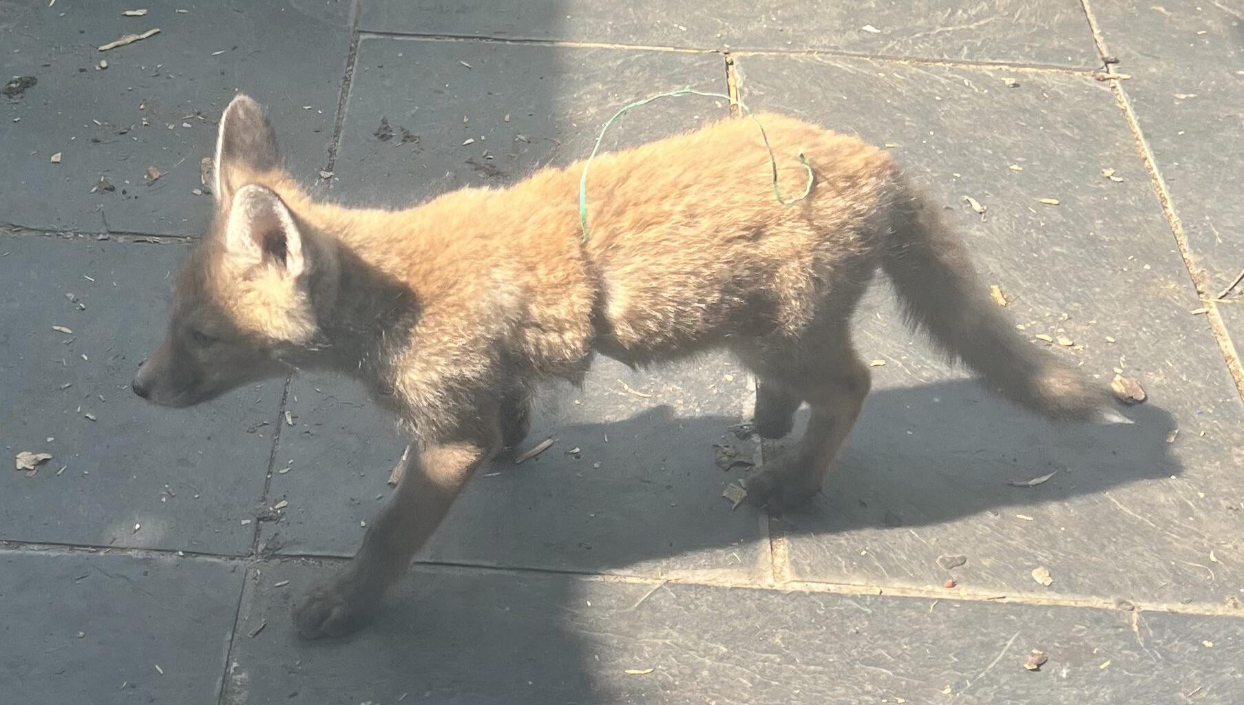 Fox cub needs help