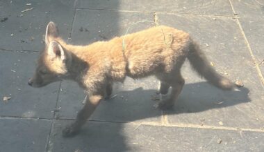 Fox cub needs help