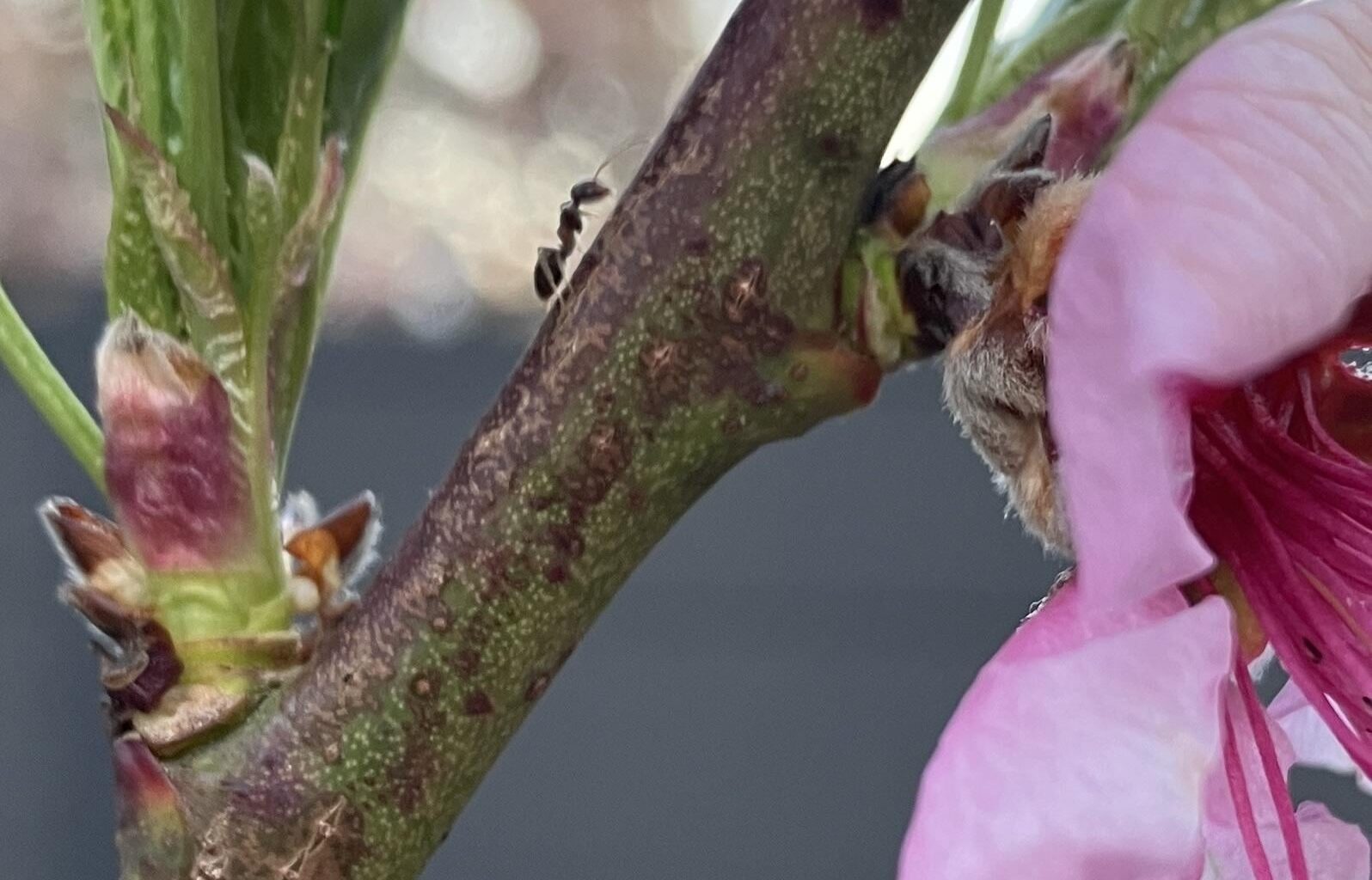 Ameisen auf Pfirsichbaum - schlecht?