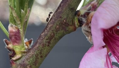 Ameisen auf Pfirsichbaum - schlecht?