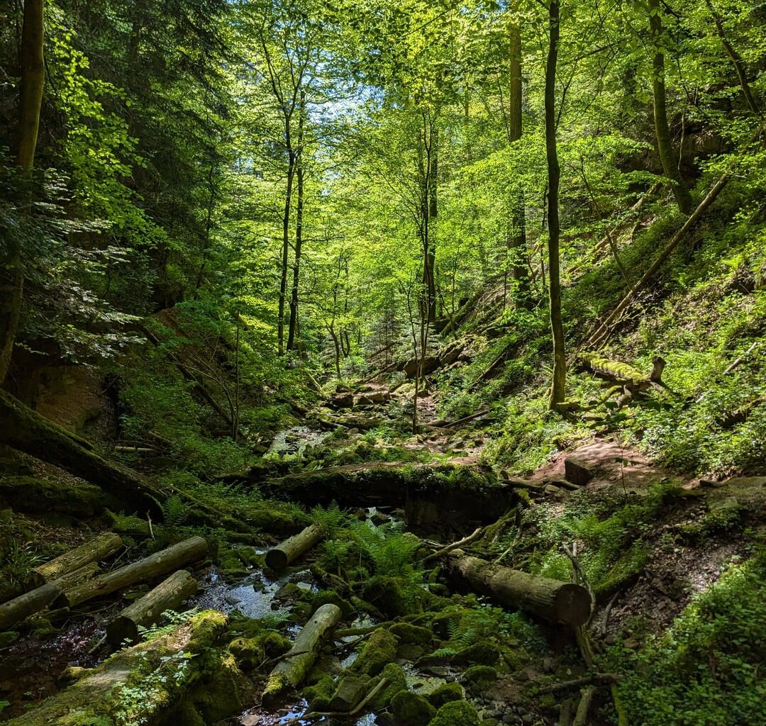 Keine Wölfe in der Wolfsschlucht, dafür aber viele Baumstämme