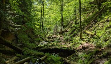 Keine Wölfe in der Wolfsschlucht, dafür aber viele Baumstämme