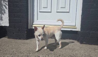Dog found - White Jackchi 4 yrs old ish - Monkstown - No collar