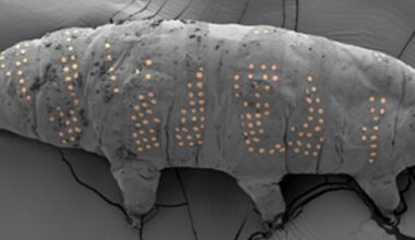 Scientists 'Tattoo' Tardigrades in Nanotechnology Breakthrough : ScienceAlert