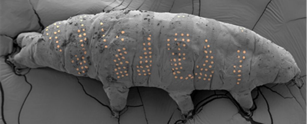Scientists 'Tattoo' Tardigrades in Nanotechnology Breakthrough : ScienceAlert