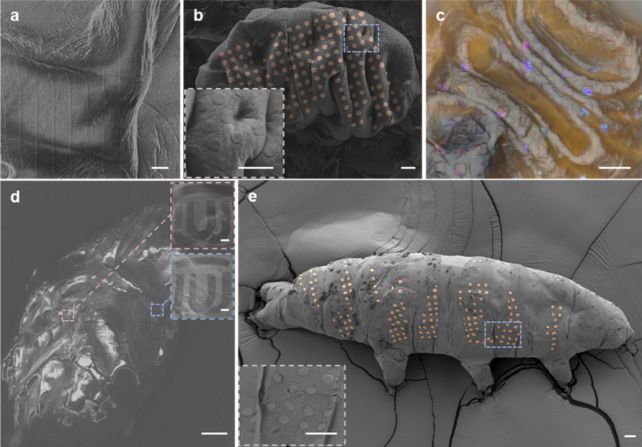 Scientists Have Found a Way to 'Tattoo' Living Tardigrades