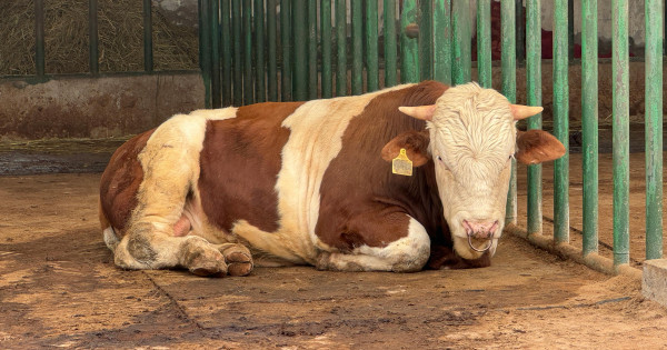 Erős kritika a szomszédból: Magyarország nem szólt előre az elásott állattetemekről