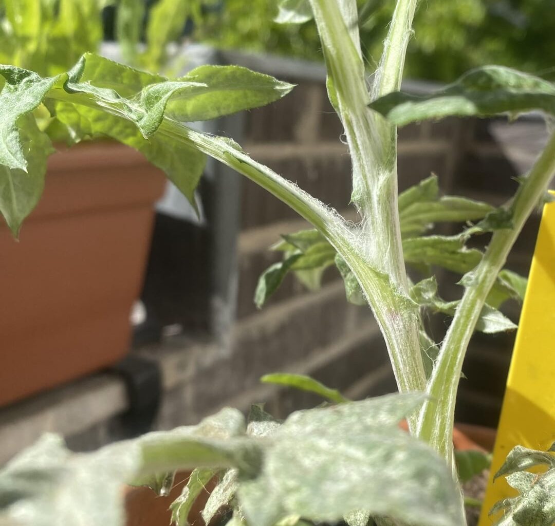 Was ist das für ein Schädling an meiner Distel?