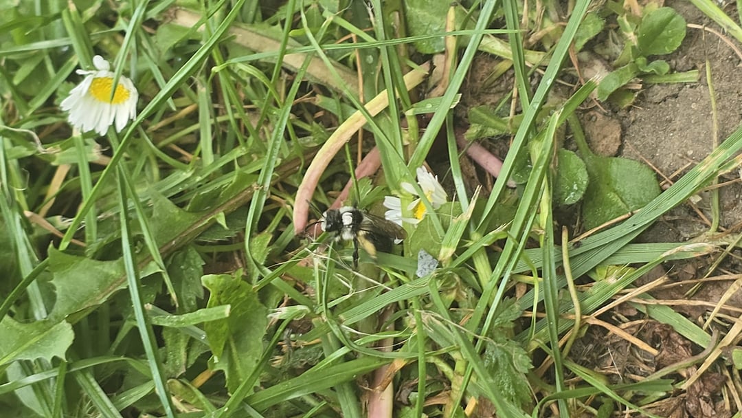 Was für eine süße Biene haben wir hier?