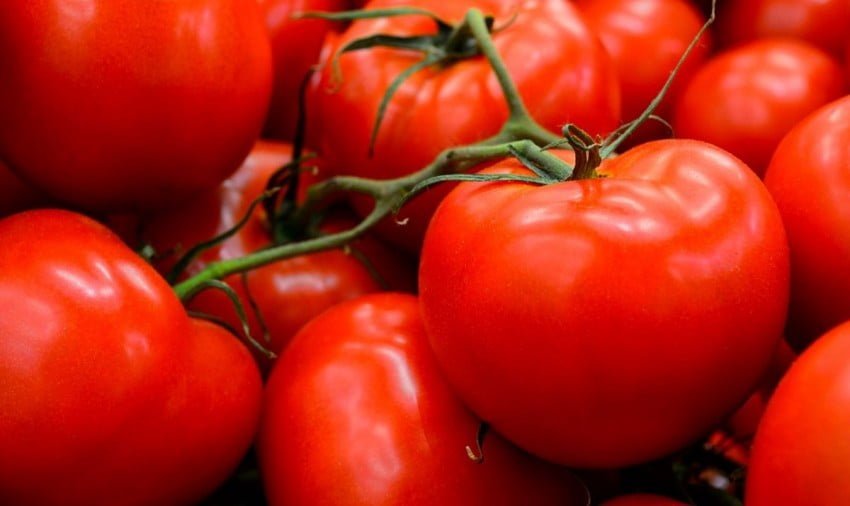 Morocco achieves record-breaking tomato exports to Norway • EastFruit