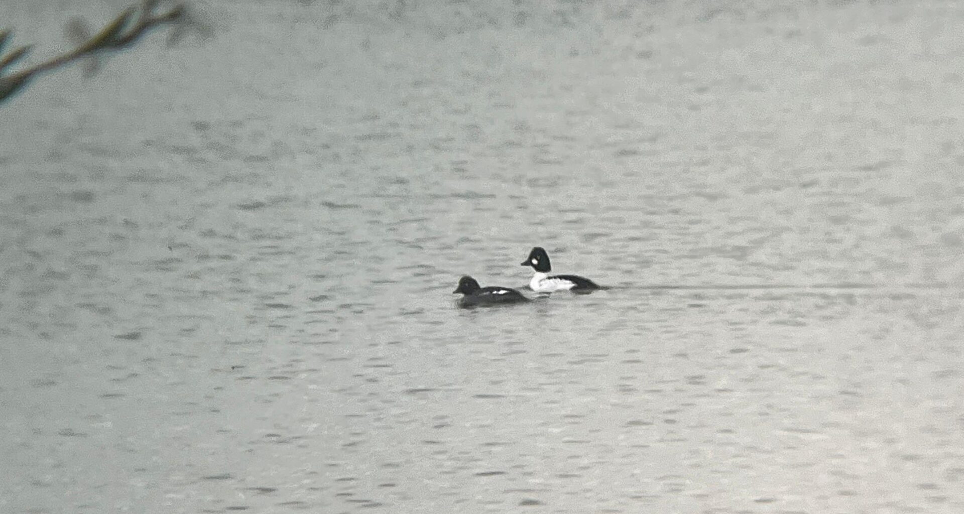 Meine erste Begegnung mit Schellenten!
