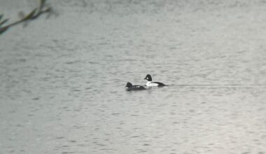 Meine erste Begegnung mit Schellenten!