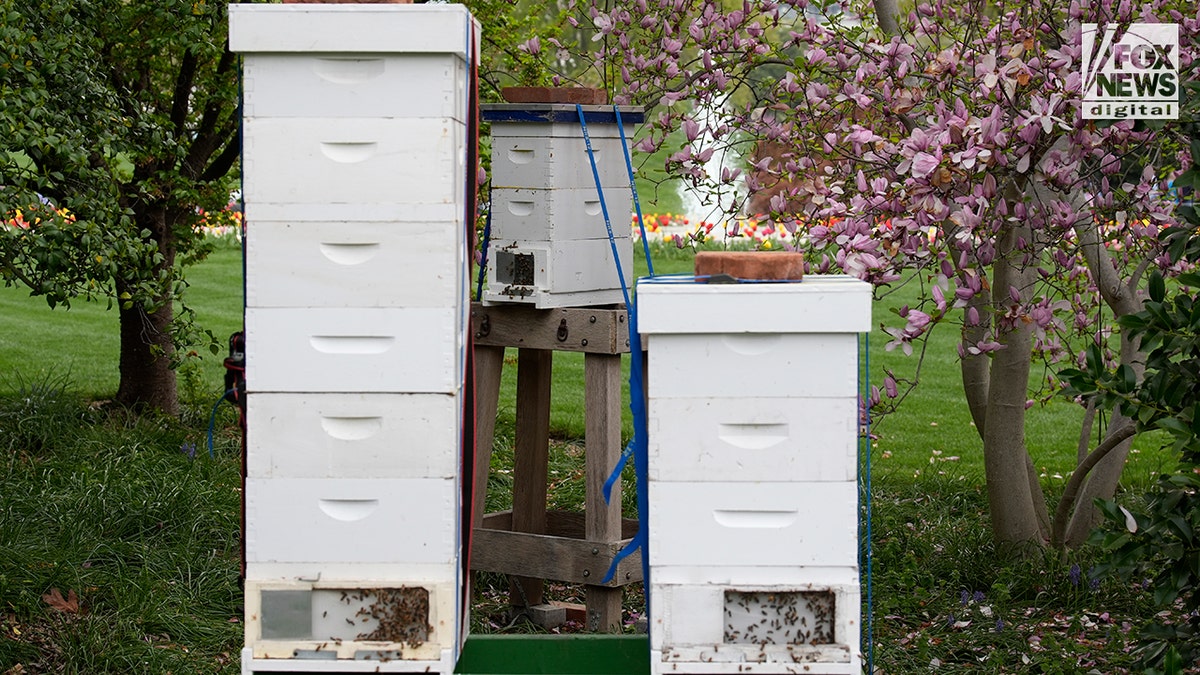 Public tours of the White House garden begin today in Washington, D.C.
