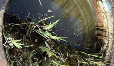 Update: Teich mit gekauft beim Hauskauf