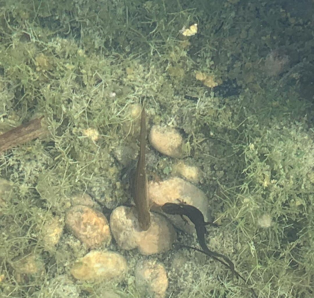 Teichmolche bei der Paarung