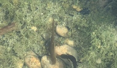 Teichmolche bei der Paarung