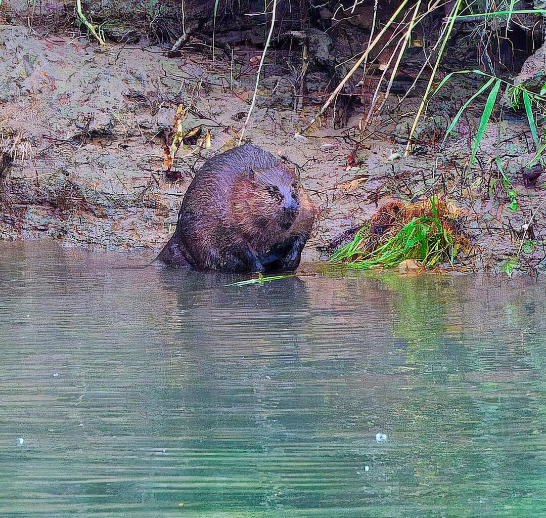Wenn der Frühling kommt...