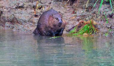 Wenn der Frühling kommt...