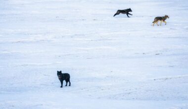 Second gray wolf brought to Colorado from Canada has died in Wyoming