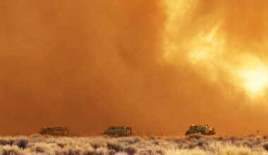 World's oldest trees threatened by California's Silver fire