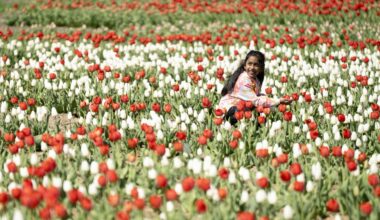 Midwest Tulip Fest in full bloom with 700,000 beauties from the Netherlands: 'It's a hidden gem'