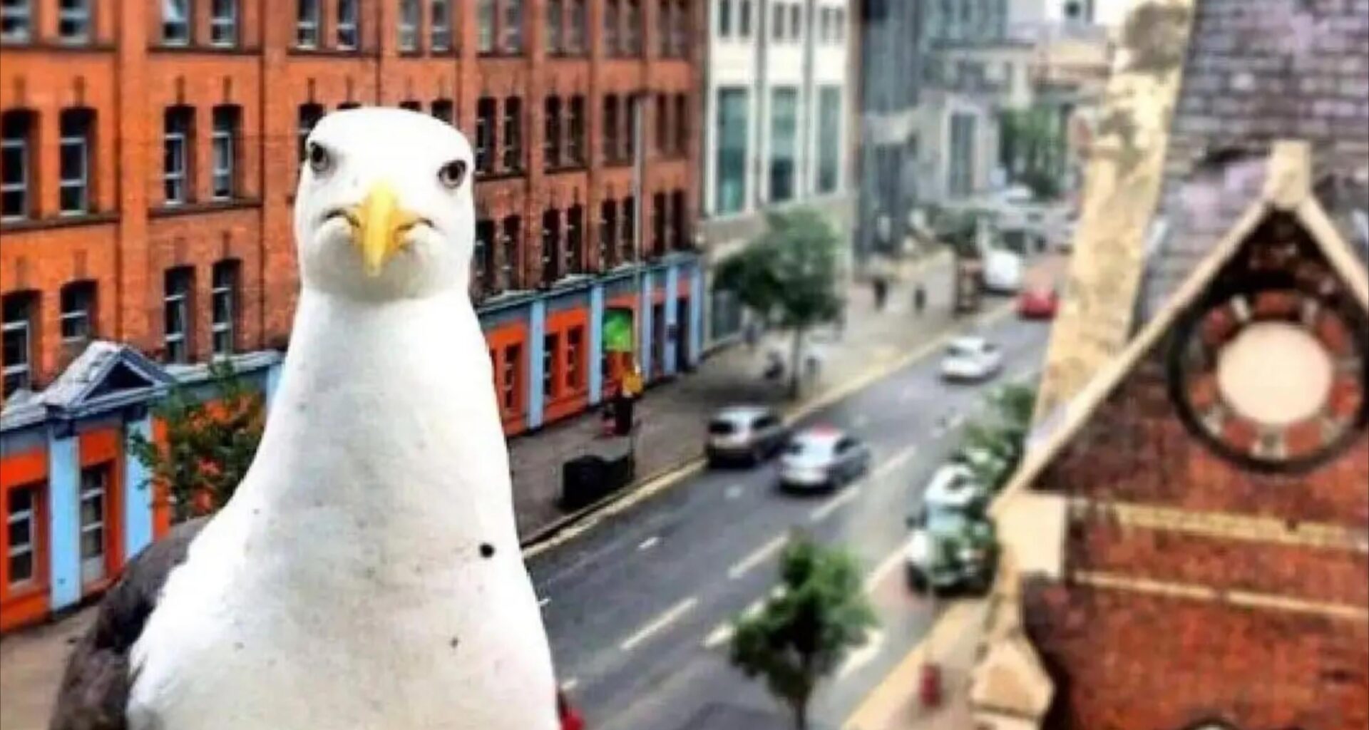 A seagull in great Victoria Street c2012 (Tony Millar)