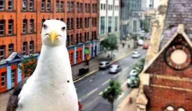 A seagull in great Victoria Street c2012 (Tony Millar)