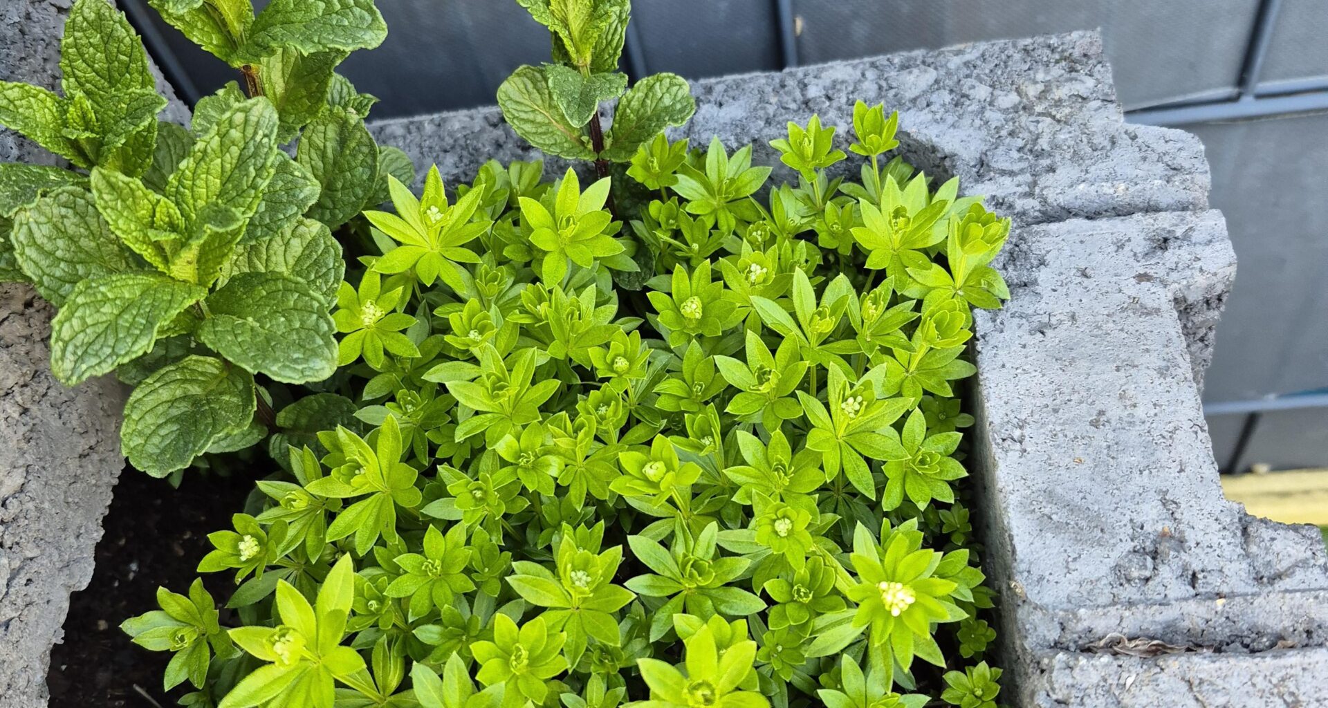 Ernte für Waldmeister schon verpasst?