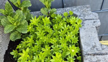 Ernte für Waldmeister schon verpasst?